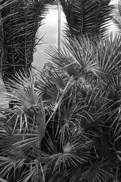 Im Archiv, Pio Rahner (AIR2017)