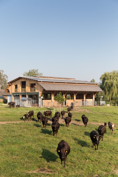 Wagyu-Stall