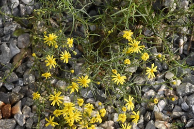Flora am Innsbrucker Hauptbahnhofareal – © aut. architektur und tirol Flora am Innsbrucker Hauptbahnhofareal